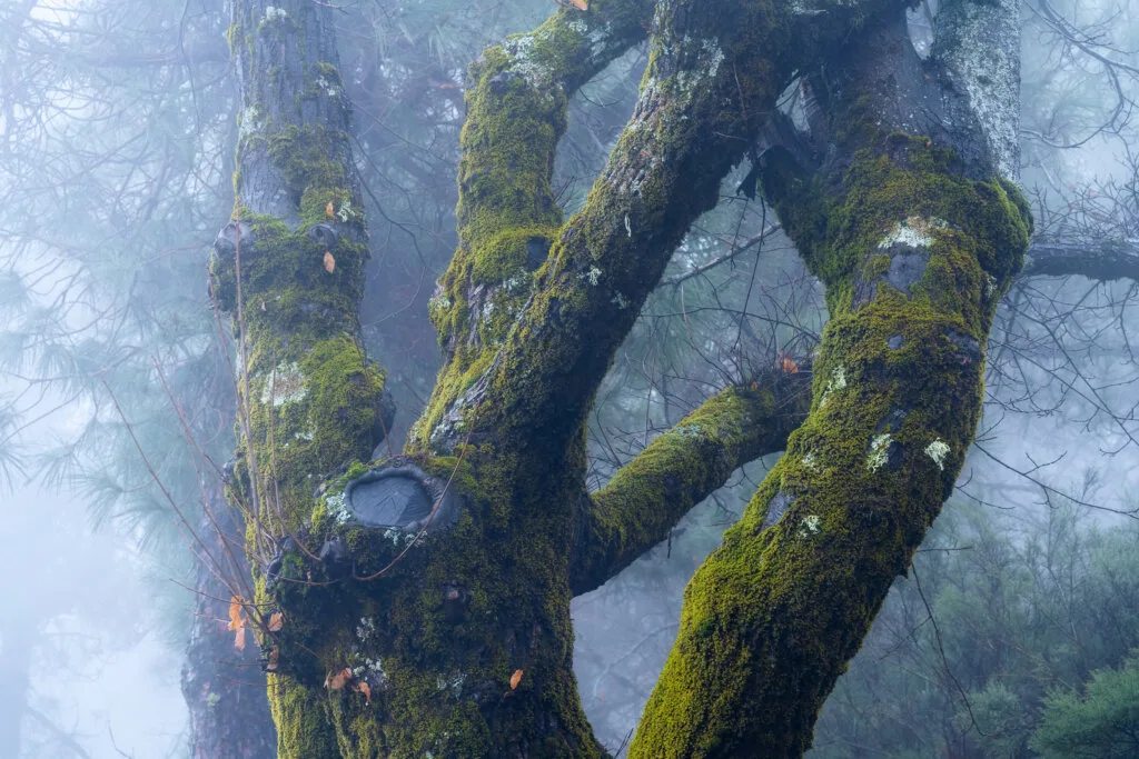 Bare green tree branches against vegetation, Tejeda Gran Canaria