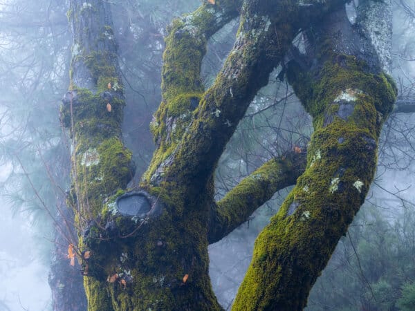 Bare green tree branches against vegetation, Tejeda Gran Canaria