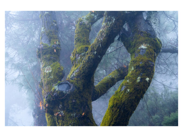 "Niebla" (2025) - Fine Art Prints