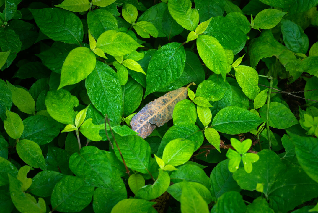 Lush green tropical leaves in Guayedra ravine, Gran Canaria