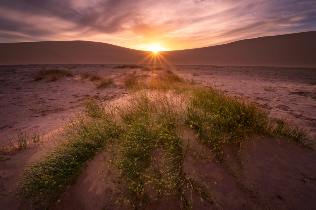 Wild flowers and grass on Maspalomas sand dunes at sunset, Gran Canaria