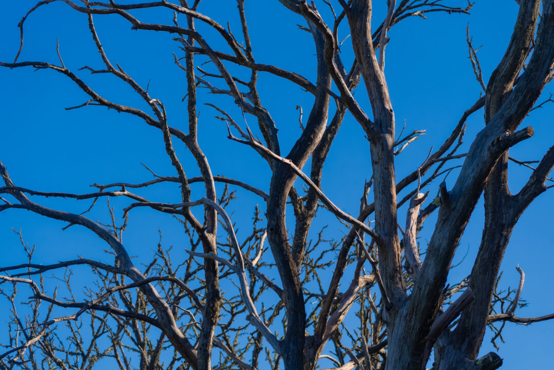 Dry bare tree branches reaching across blue sky, Valleseco Gran Canaria