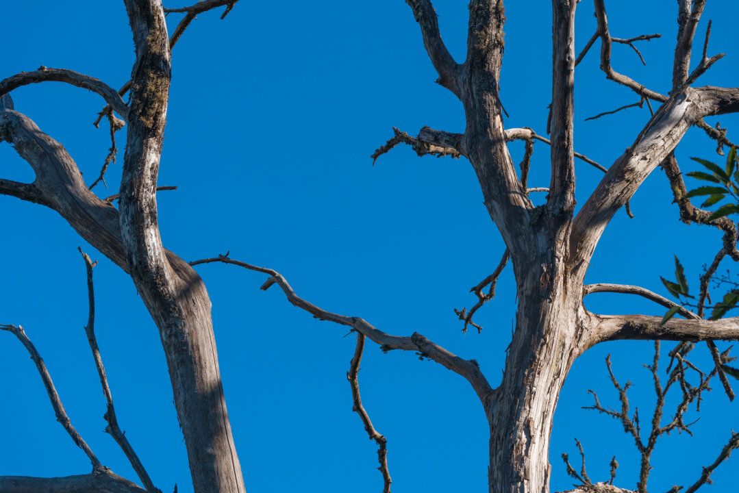 Bare white tree branches against clear blue sky, Valleseco Gran Canaria