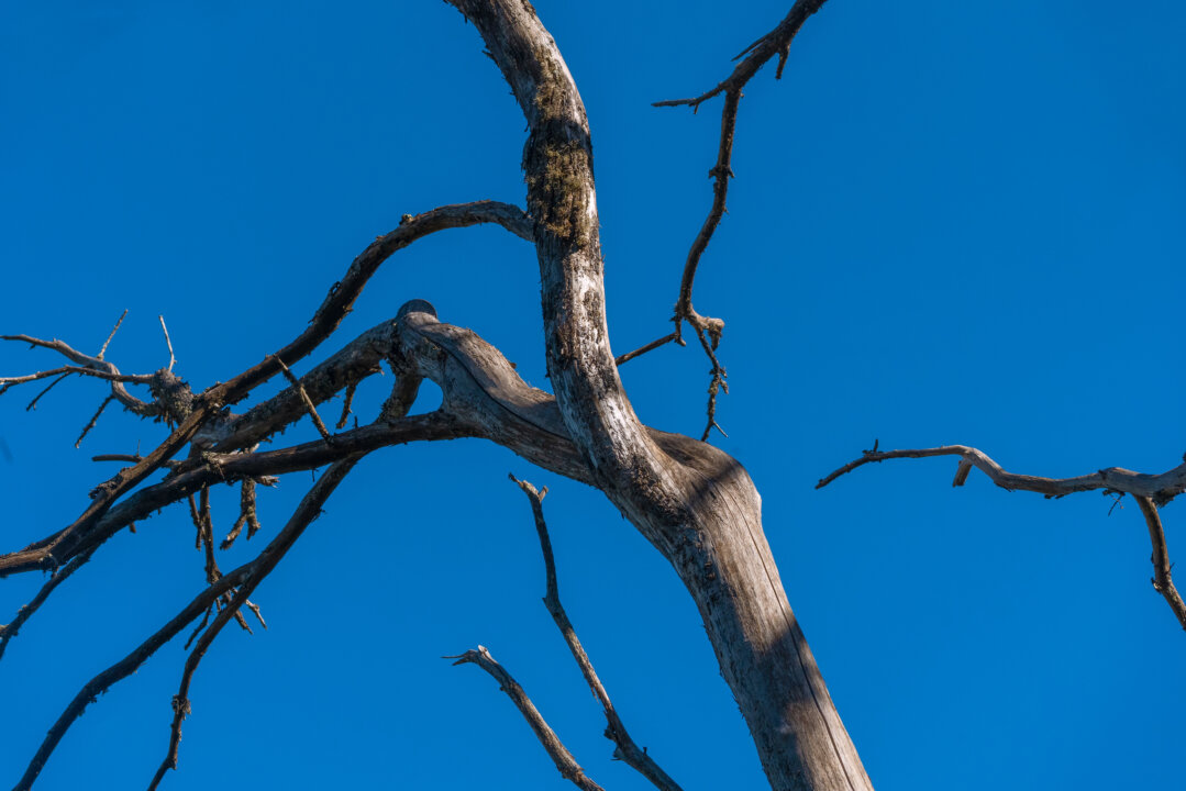 Minimalist bare tree skeleton against bright blue sky, Valleseco Gran Canaria